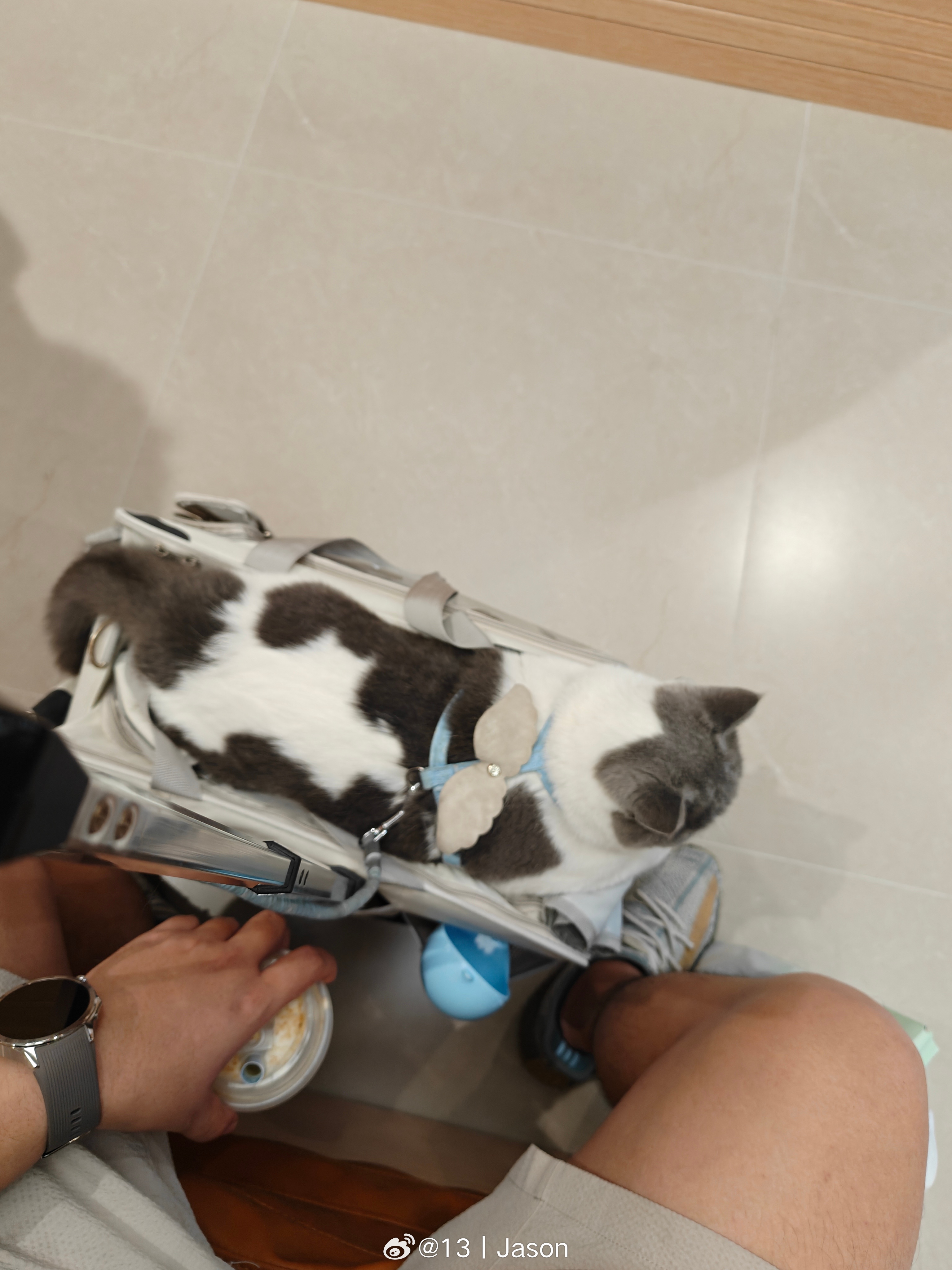 遛猫遛猫  ​​​