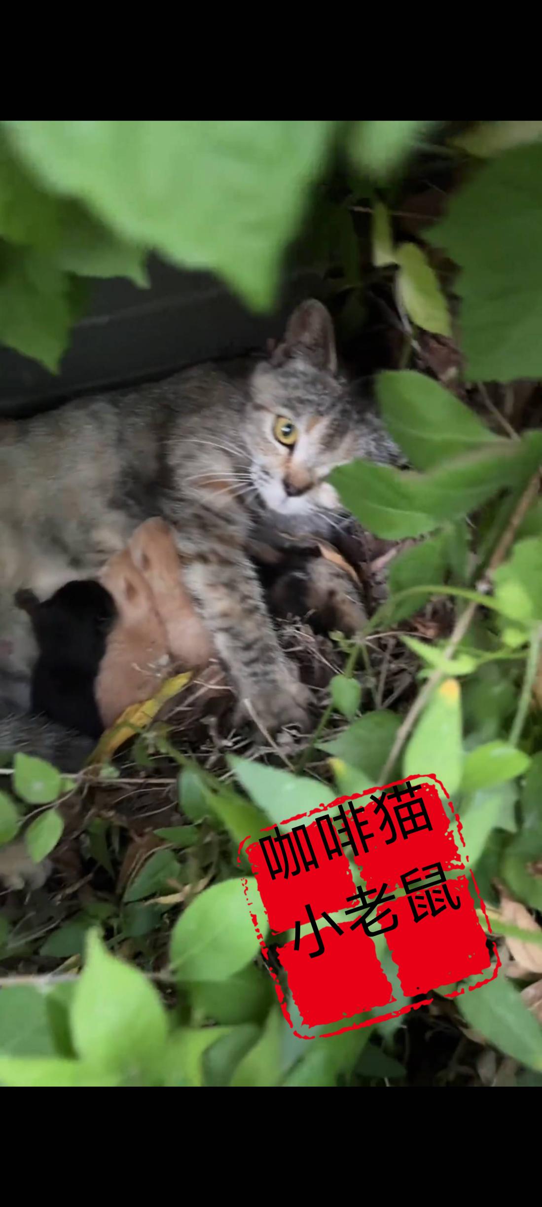 身处险境无家可归的猫妈妈，为了将肚子里面的宝宝给安全的生下，迫于无奈的她只好选择