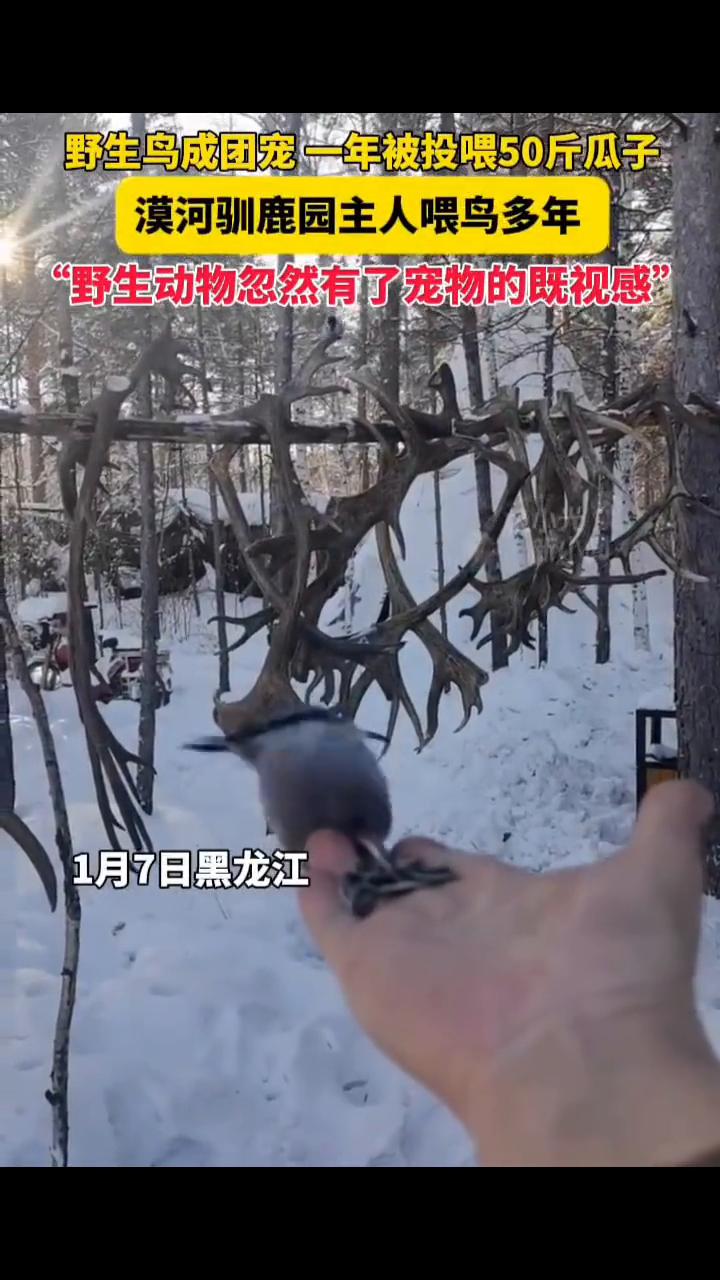 野生鸟成团宠，一年被投喂50斤瓜子。漠河驯鹿园主人喂鸟多年，