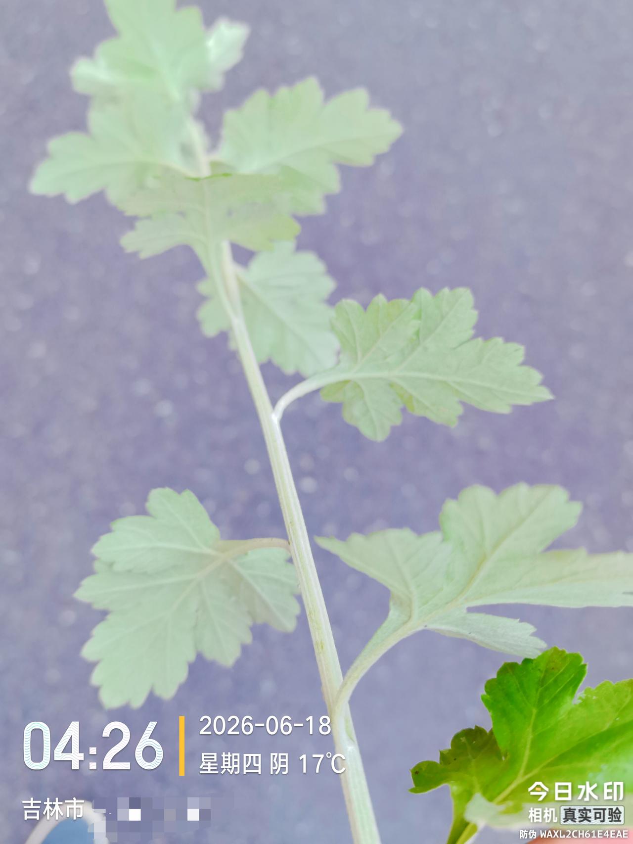 我想问一下吉林市的好朋友，端午节马上到了，吉林市周边哪些个山边上能采到艾蒿啊？