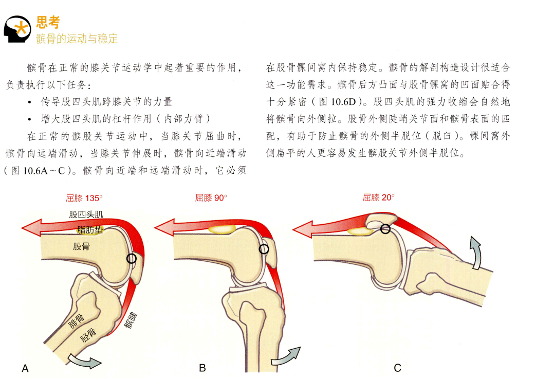 髌骨软化症  认识你的“髌骨软骨”，4个特征总结：① 全身最厚的关节软骨——我们
