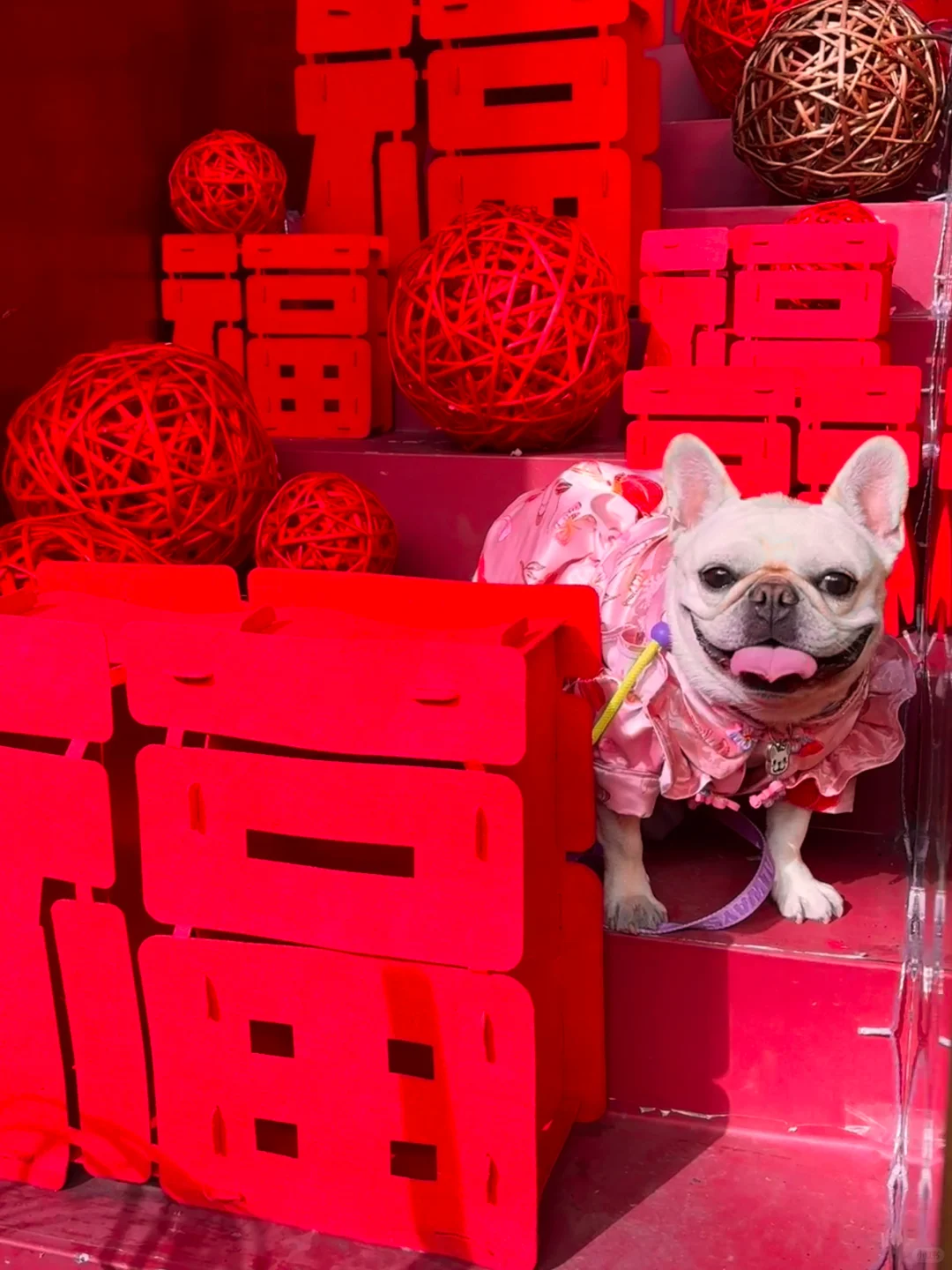 放假咯～奶球给大家拜年啦🧧