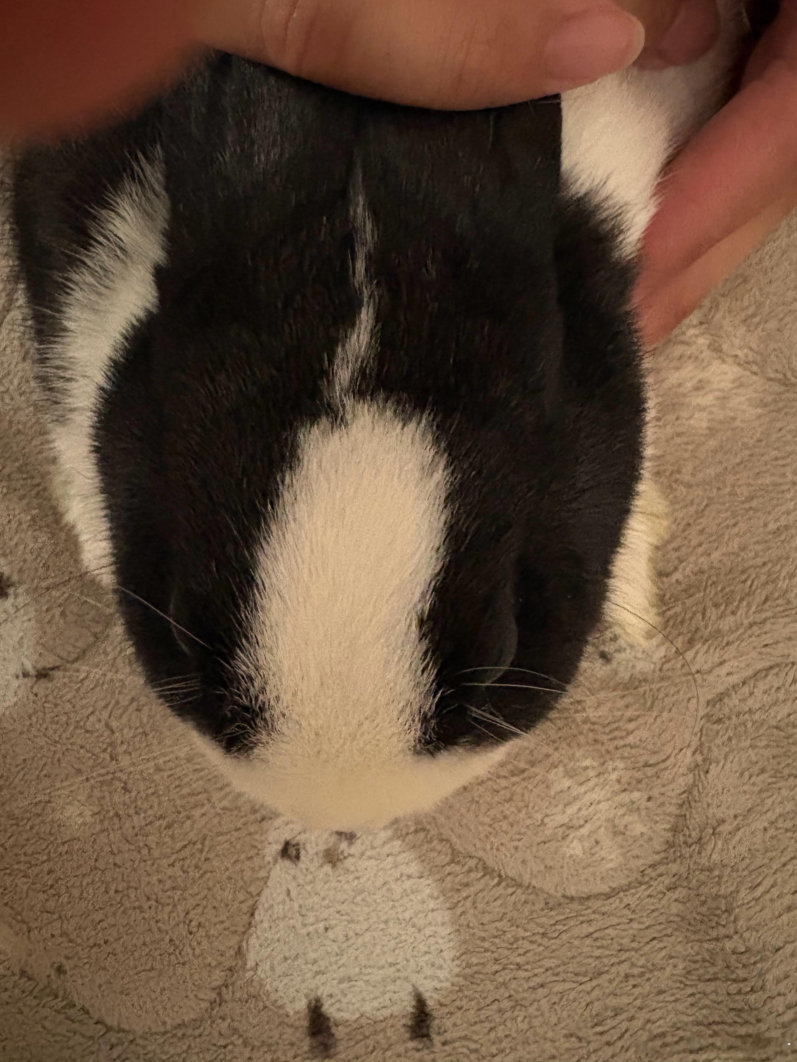 大耗子二号 