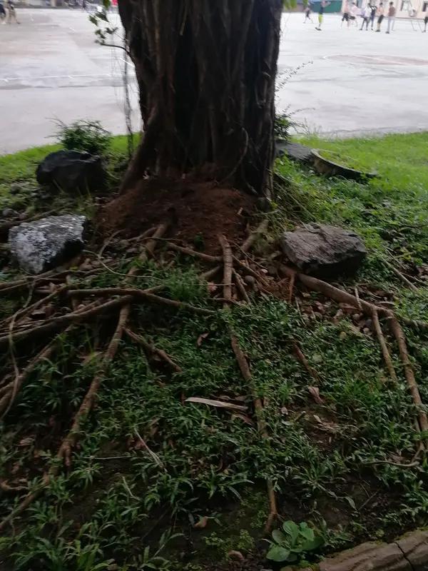 树靠根长,鱼靠水养,人靠啥? 树靠根长，鱼靠水养，人靠啥？我觉得人靠的东西还挺多