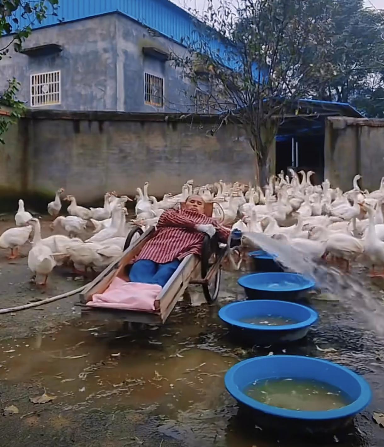 河南47岁男子因病瘫痪，
靠养鹅养活自己和父母，
板车上躺了三十年却活出了自强自