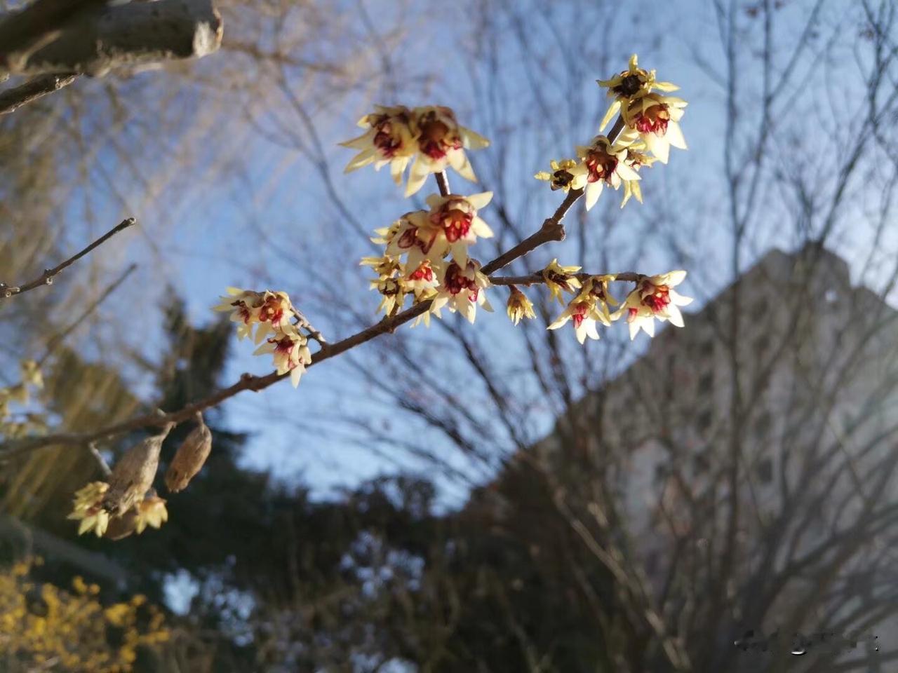 看看我拍的腊梅