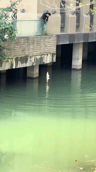 这名男子用的是什么牌子的鱼线？
可真够结实的！
钓到这么大的一条鲤鱼竟然没有断线