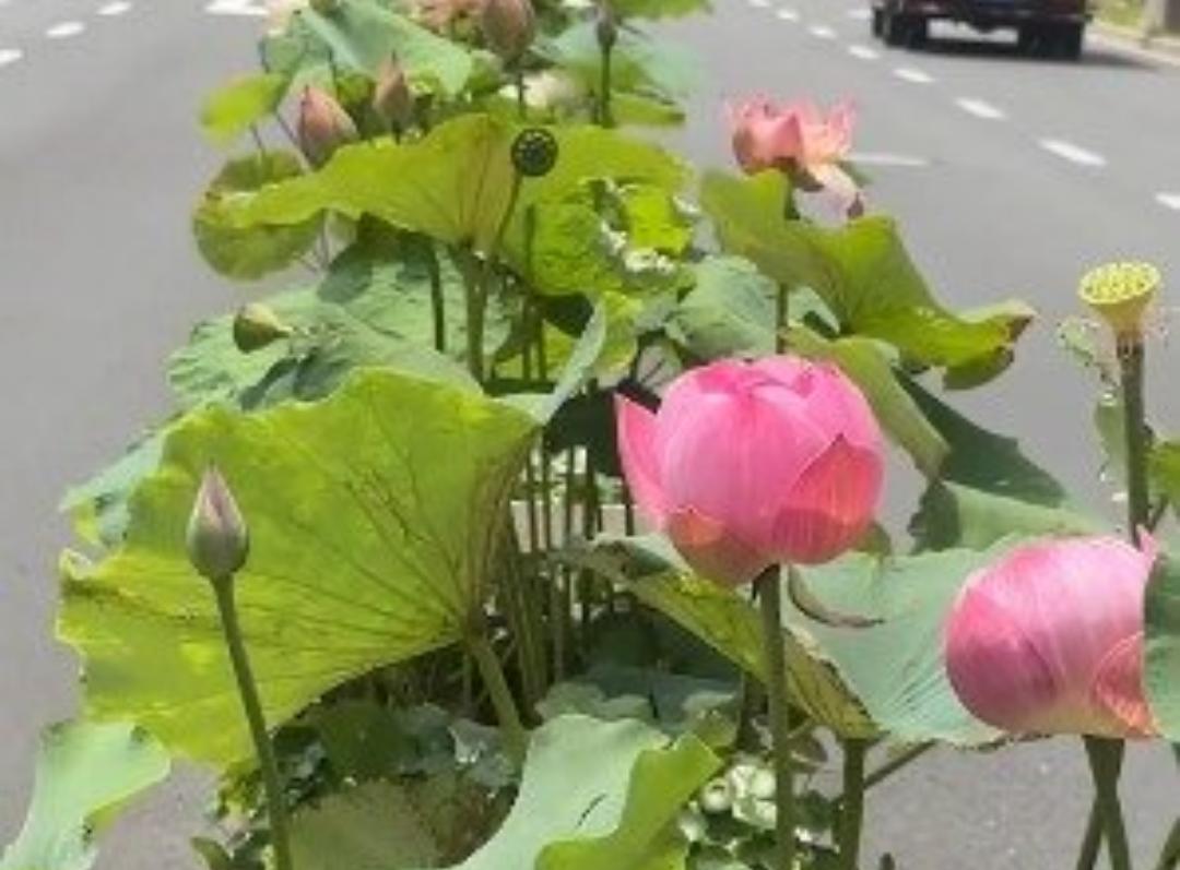 荷花居然还能开在绿化带上

上海静安区天潼路，140盆真荷花亮相马路中央隔离带。