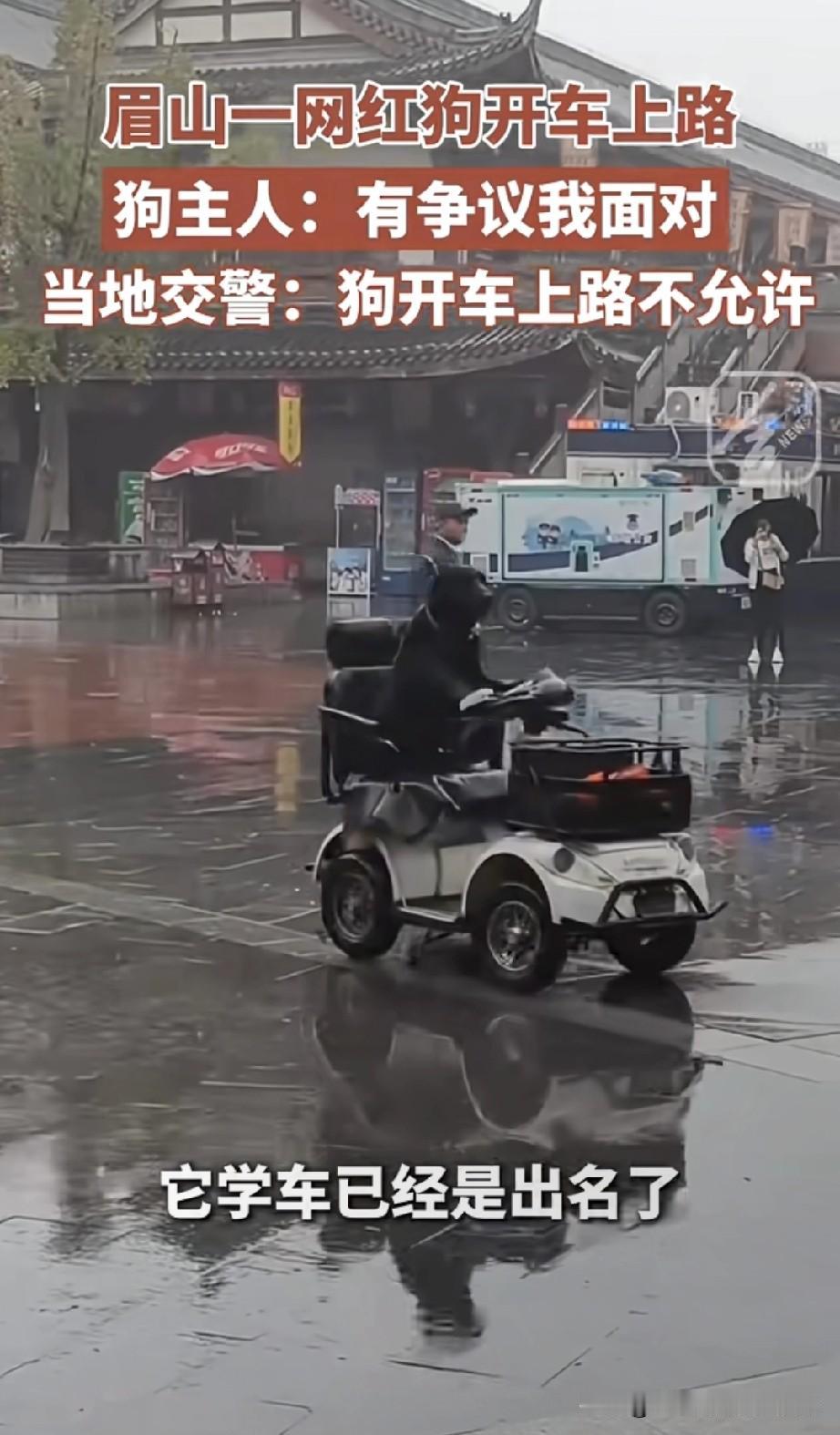 一网红狗开车上路！交警扣多少分！
 
四川眉山惊现“网红狗司机”，开着小车在路上