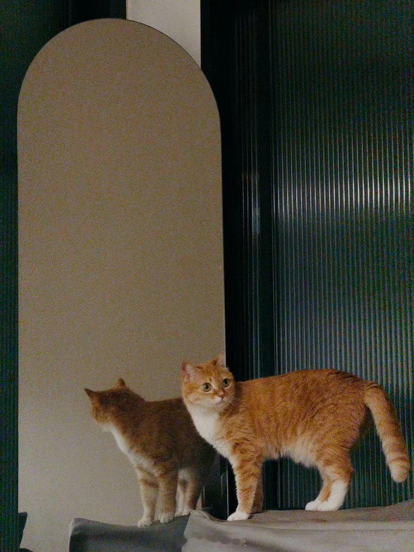 勇于探索的猫崽。橘猫毛孩子[超话]猫猫
