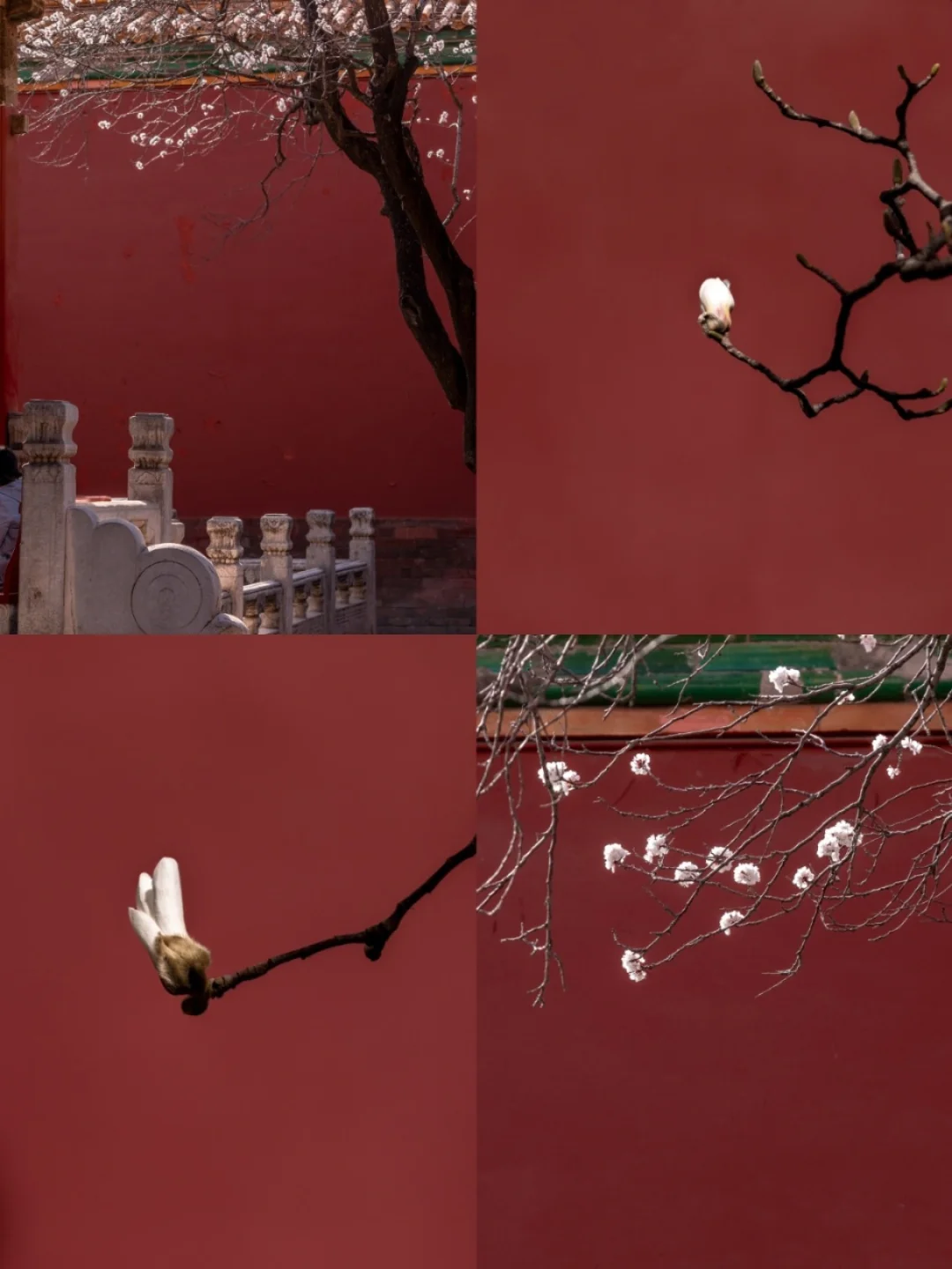 又到了故宫花季，玉兰和杏花已绽放