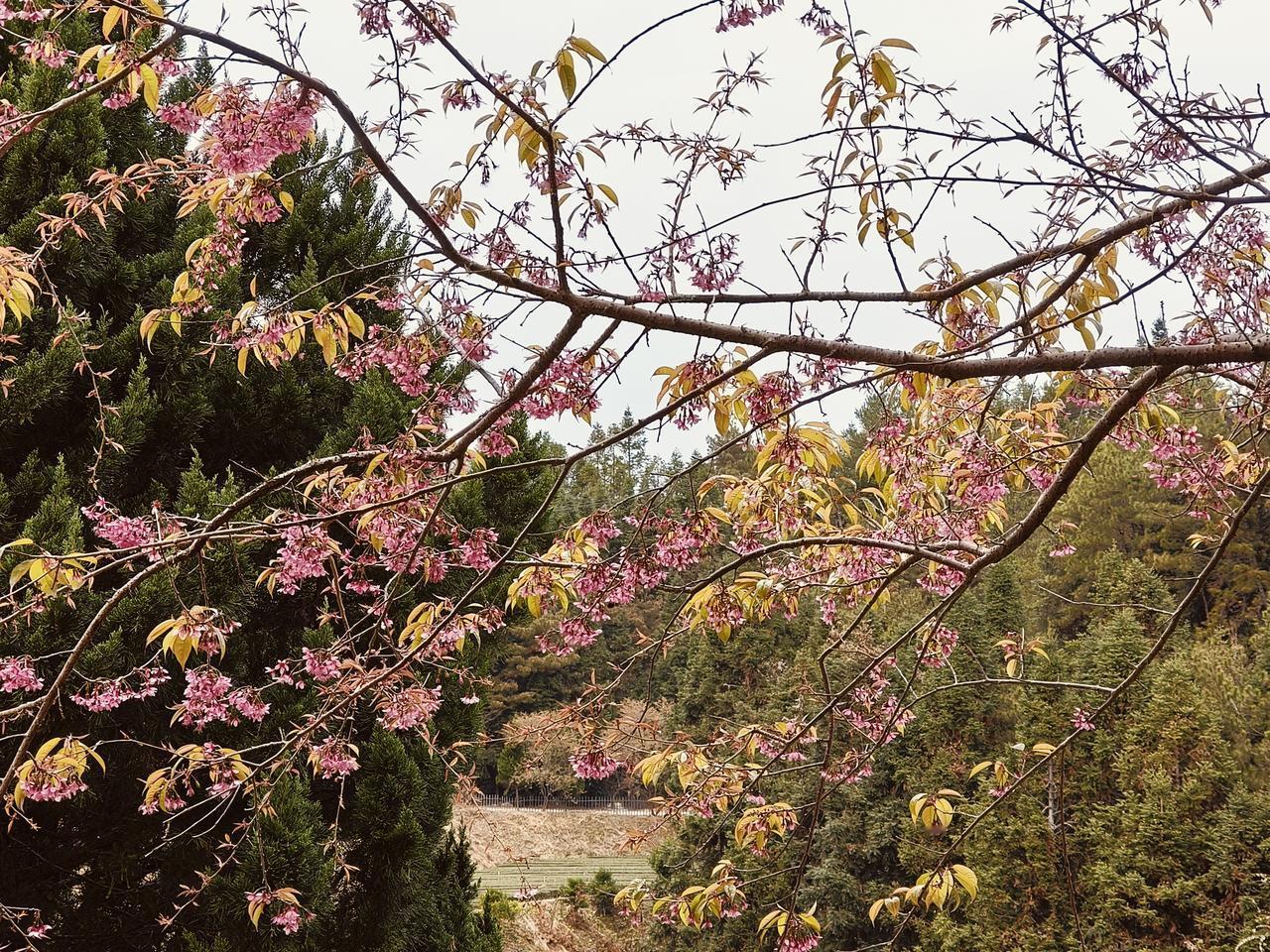春日花海，粉嫩绽放，美不胜收！🌸🌸🌸