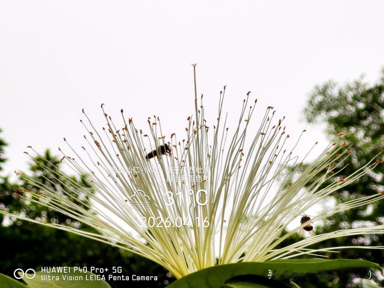 旅居生活记录（9536）广西壮族自治区百色市（222）花儿随拍：发财树花等。