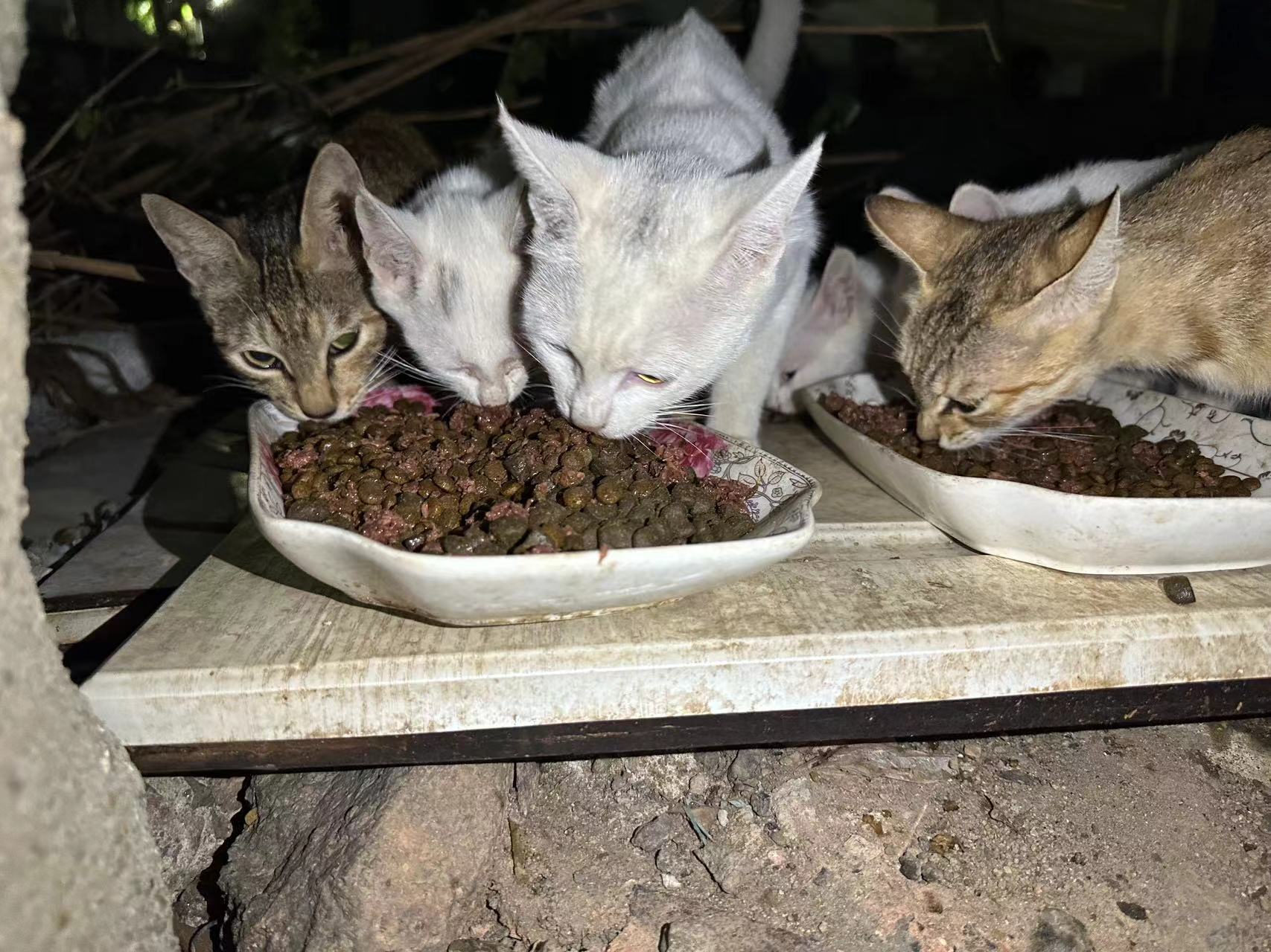 好好吃饭，吃完快去睡觉💤。。。流浪猫  ​​​