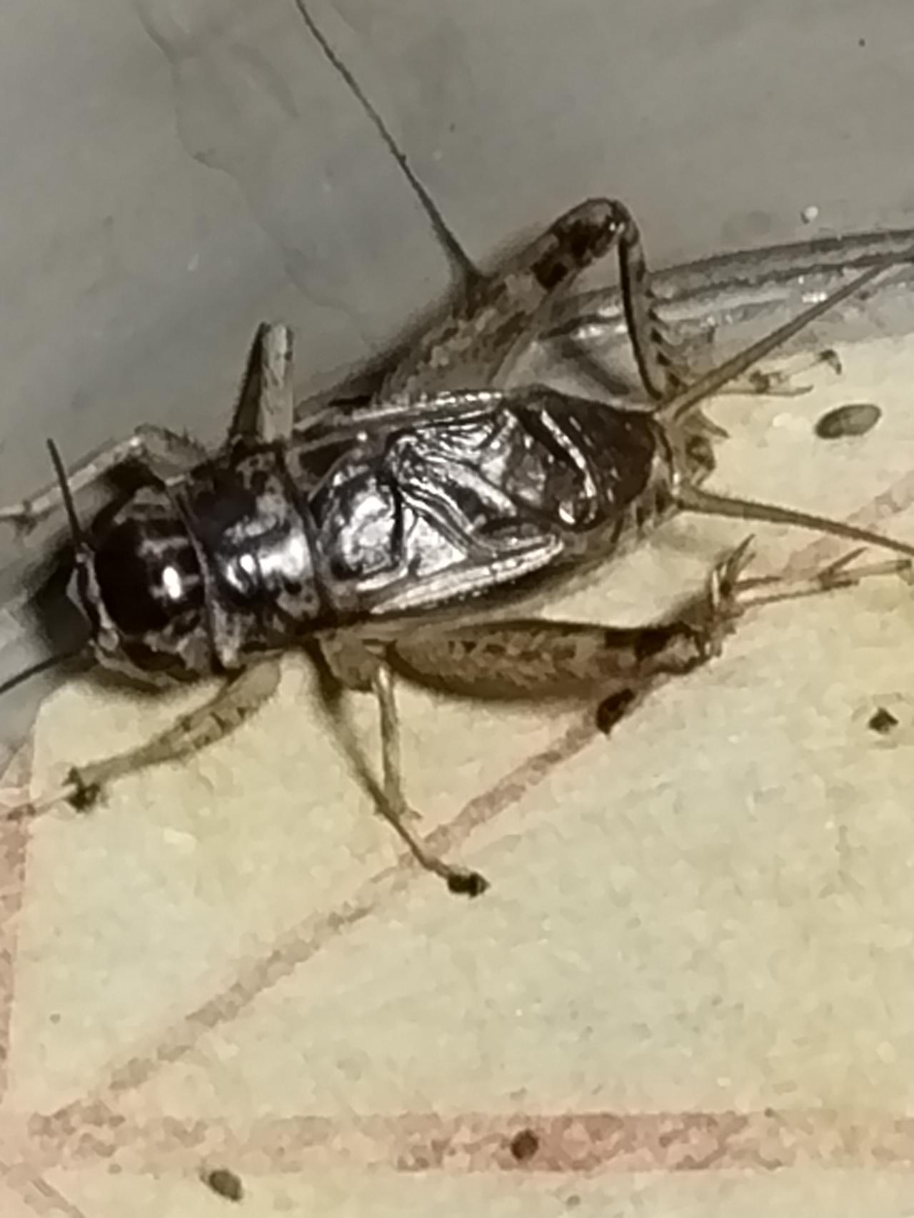 虫季已经过了一半 今天才发现一个小鼓项 看起来青皮一色 就是光了 不记得什么时候