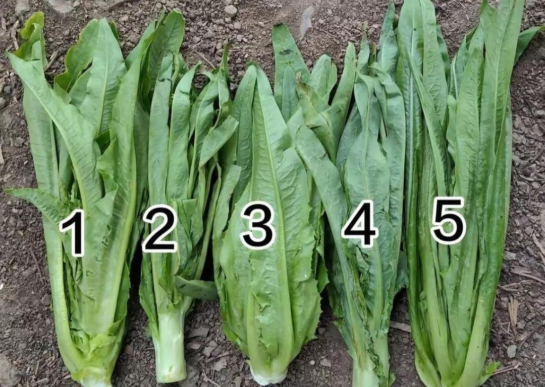 五棵菜整整齐齐往桌上一摆，你猜怎么着？一桌子人愣是只叫得出两棵的名儿。
左边那棵