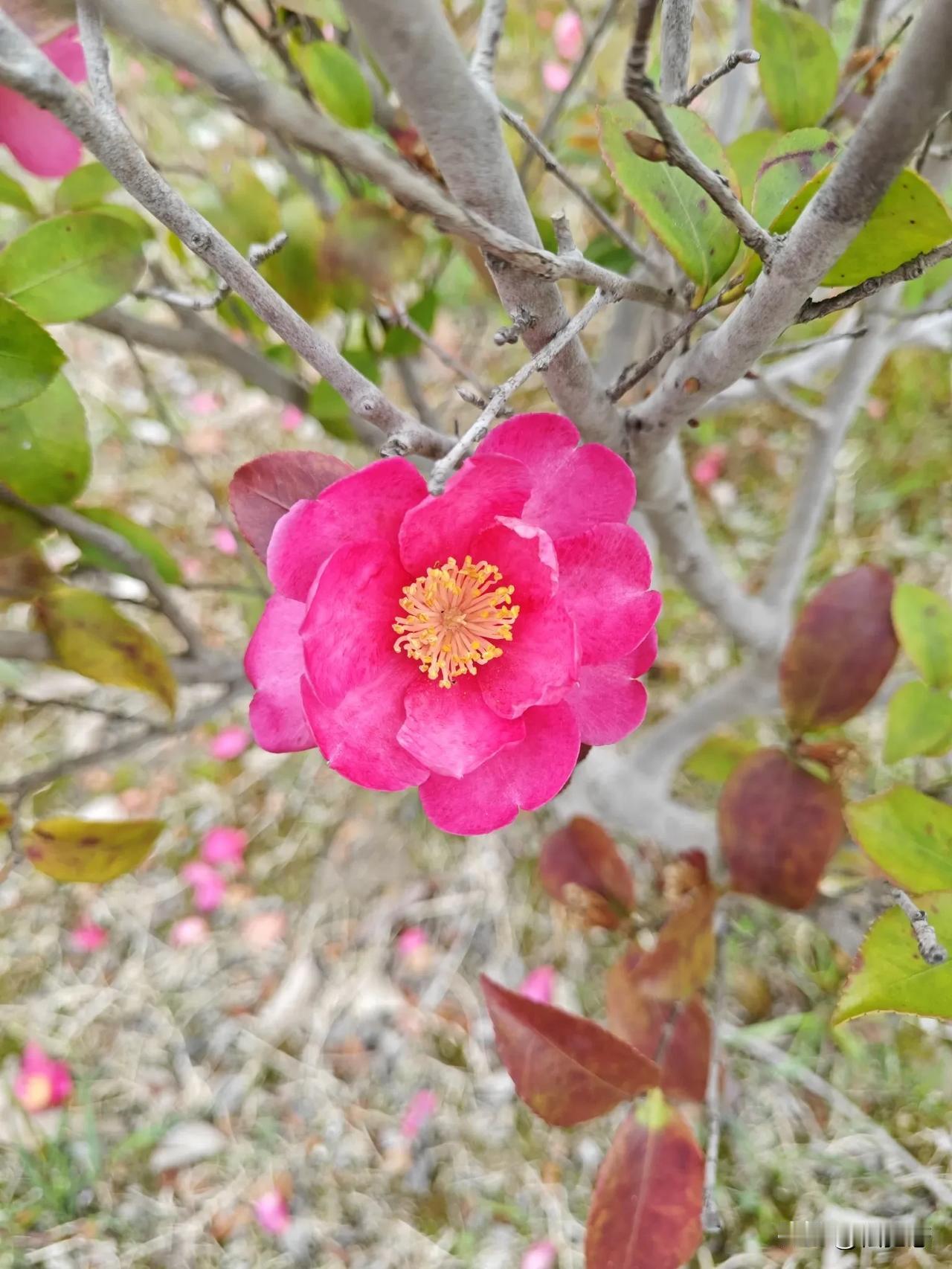 艳丽芬芳的茶花