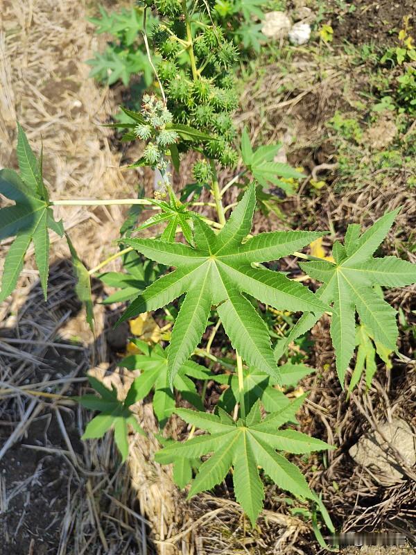 小时候种过蓖麻。因地方不同，种植时间肯定是不同的。我们是湘中，一般和种瓜的时间不