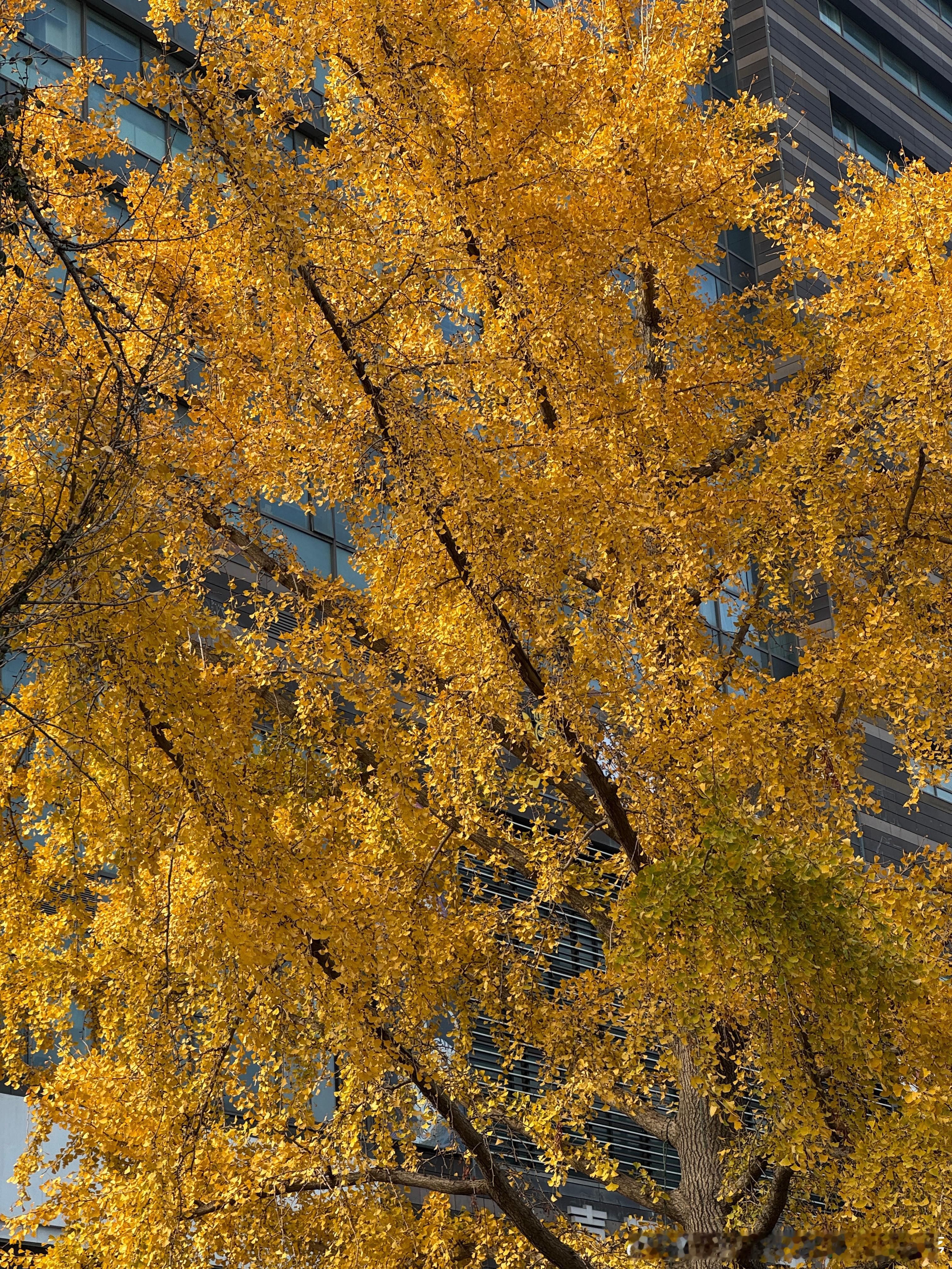 🍂树叶染黄了。温暖又灿烂的阳光泼得它们像碎金般闪闪发光，守着它们，亮得温柔。风