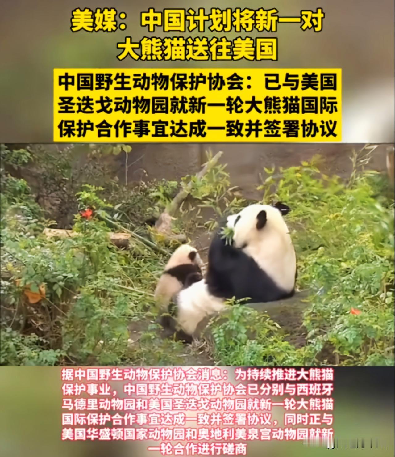 国宝大熊猫又要远赴美国了。走下面发布的信息来看，估计将有多只大熊猫身负使命，再次