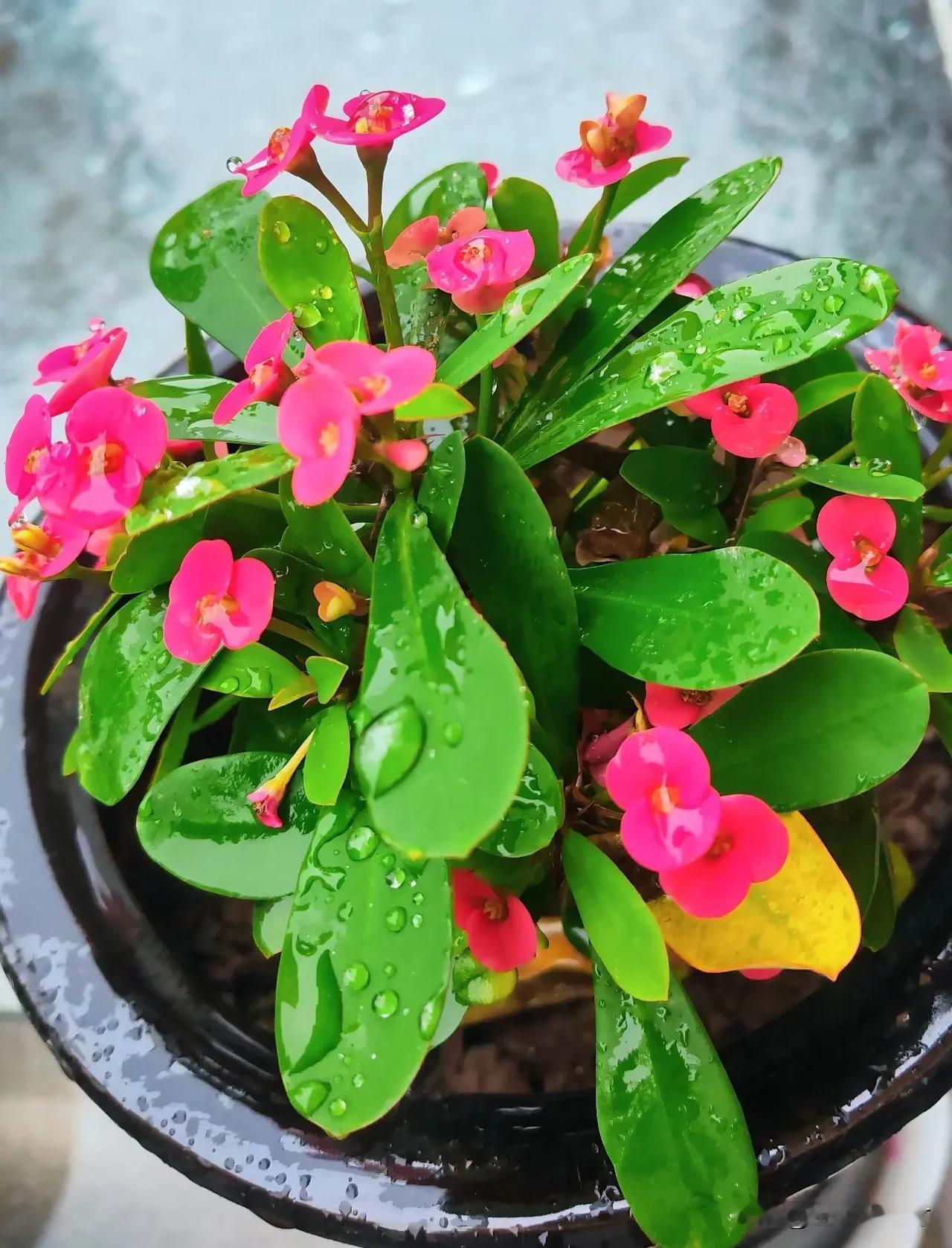 我的今日感悟下雨的日子，真好[祈祷]

早上，下雨了，稀稀落落的，若有若无，让人