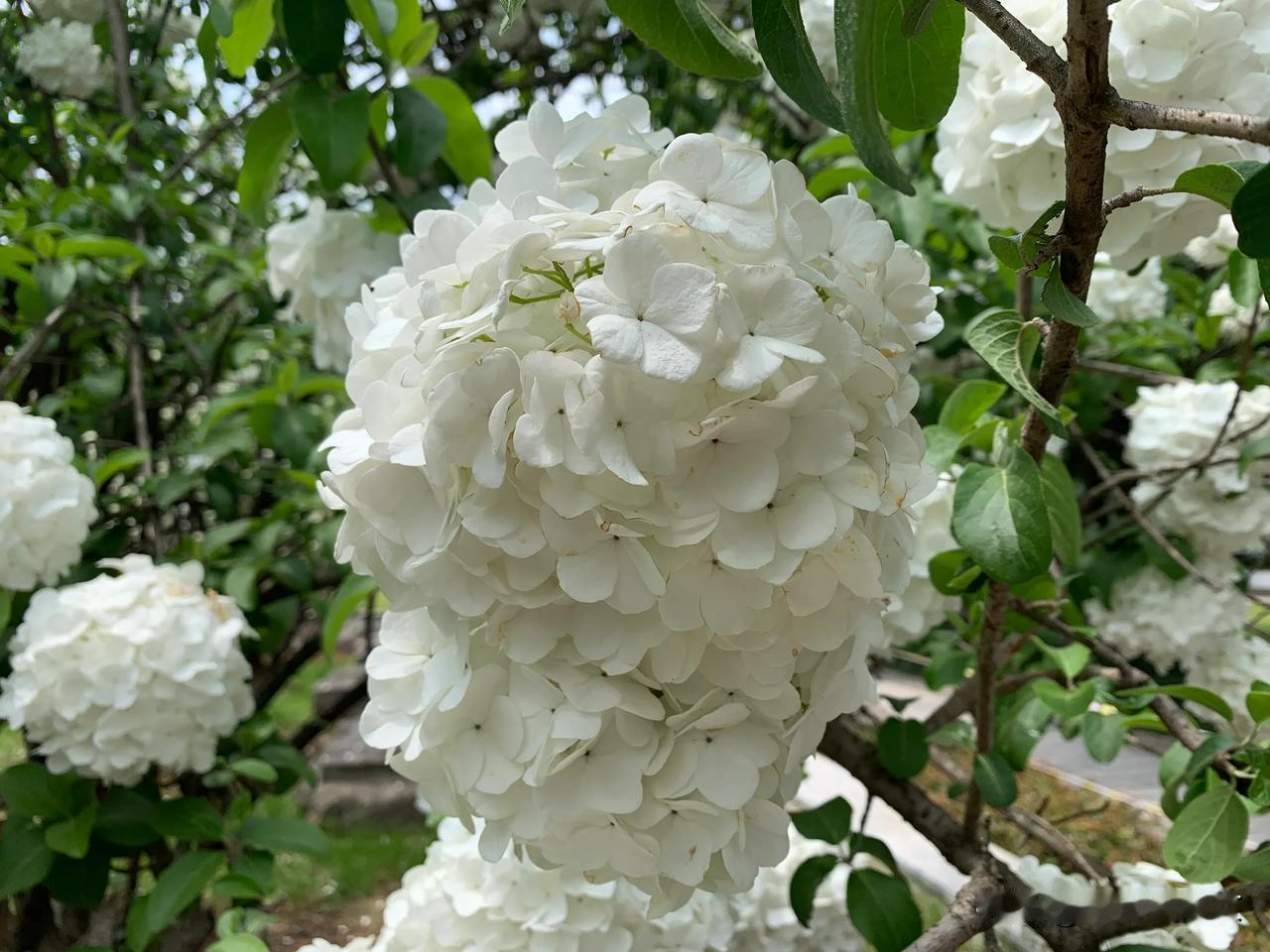  又到了一年的赏花季节，午朝门公园的木绣球花开了，吸引了摄影师前来拍照。在明故宫