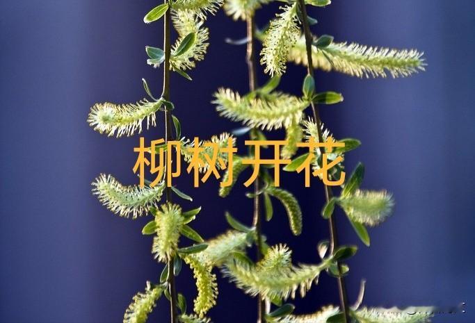 “杨花”是杨树开的花吗？

顾名思义，杨树应该是杨树开花。其实，“杨花”不是杨树