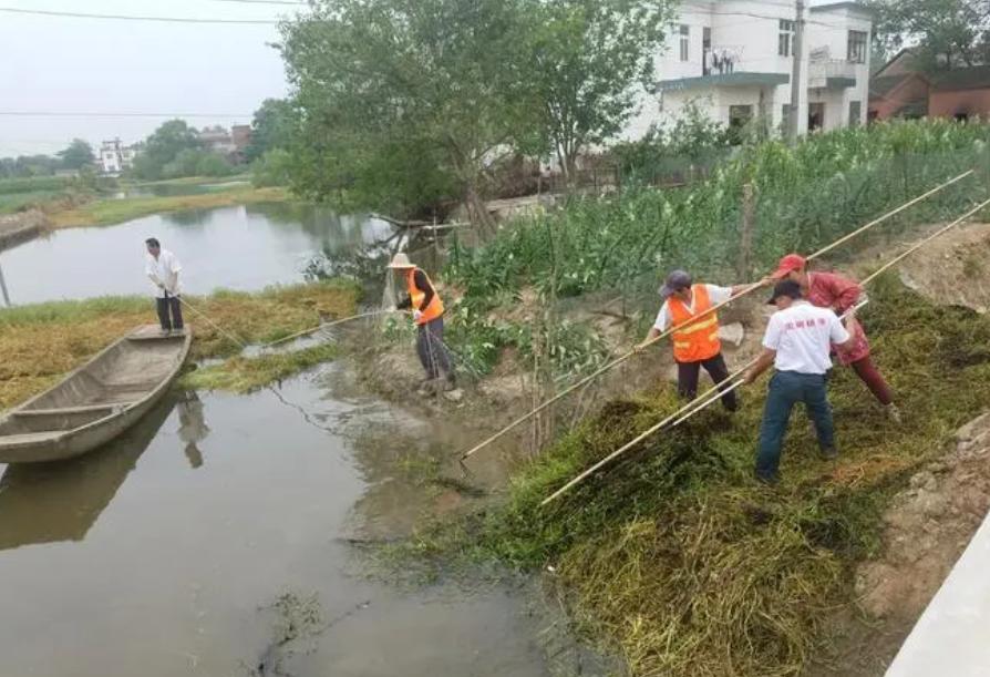 万万没想到！日本曾在中国种下的毒草，耗费2亿也无法清理，最后却被一小虫轻松解决…