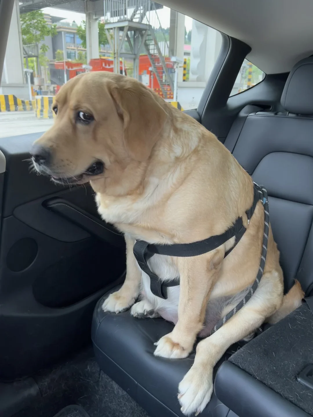 小狗知道要过年了，哈哈哈