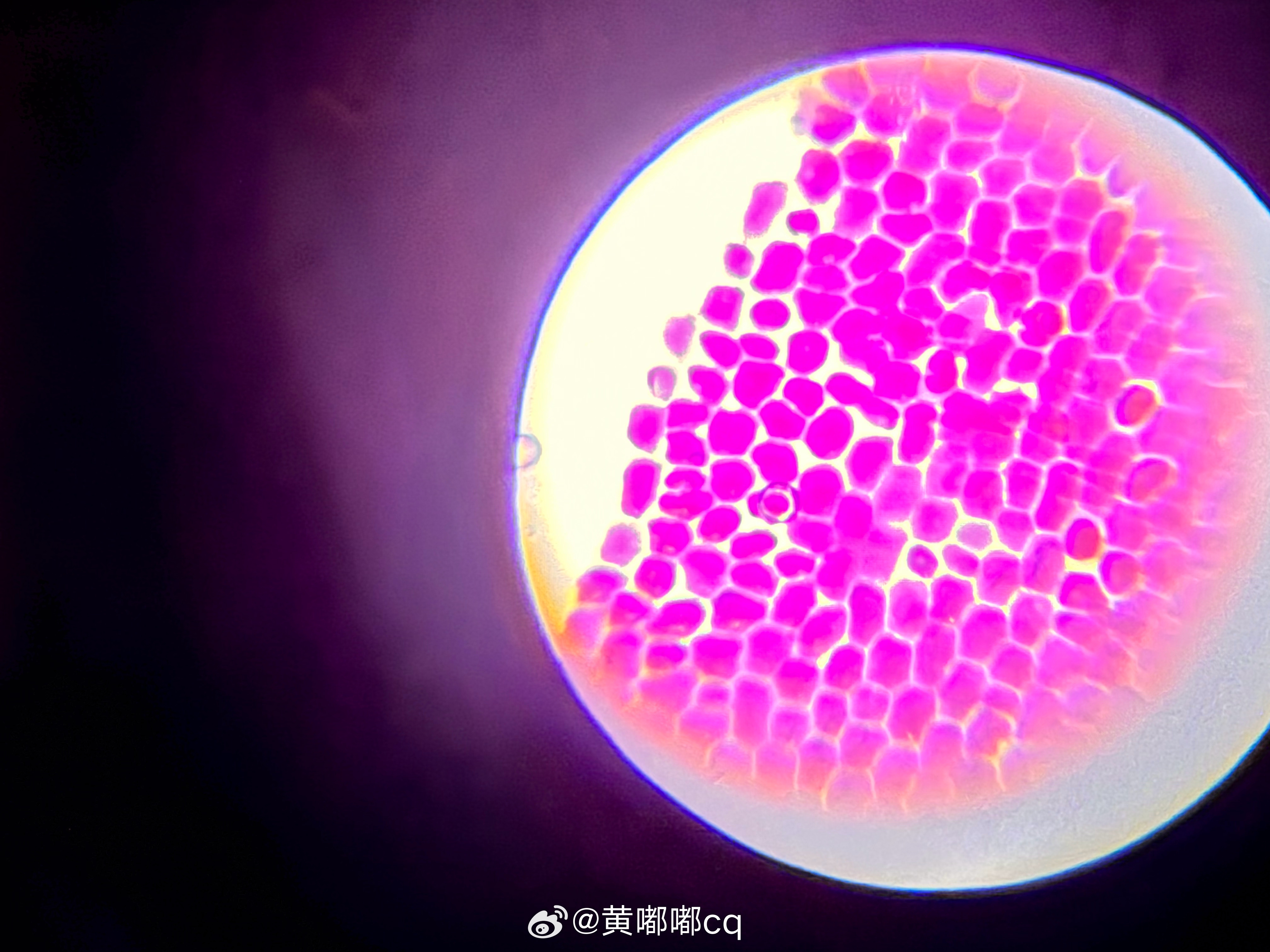 发个毛总的洋葱的质壁分离的显微镜图做个测试应该正常了吧 