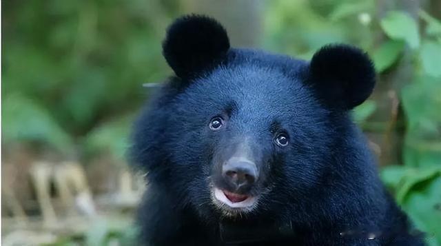 熊出没！日本首相急了：自卫队不带枪，警察要开枪，这波操作太硬核了
 
各位老铁，