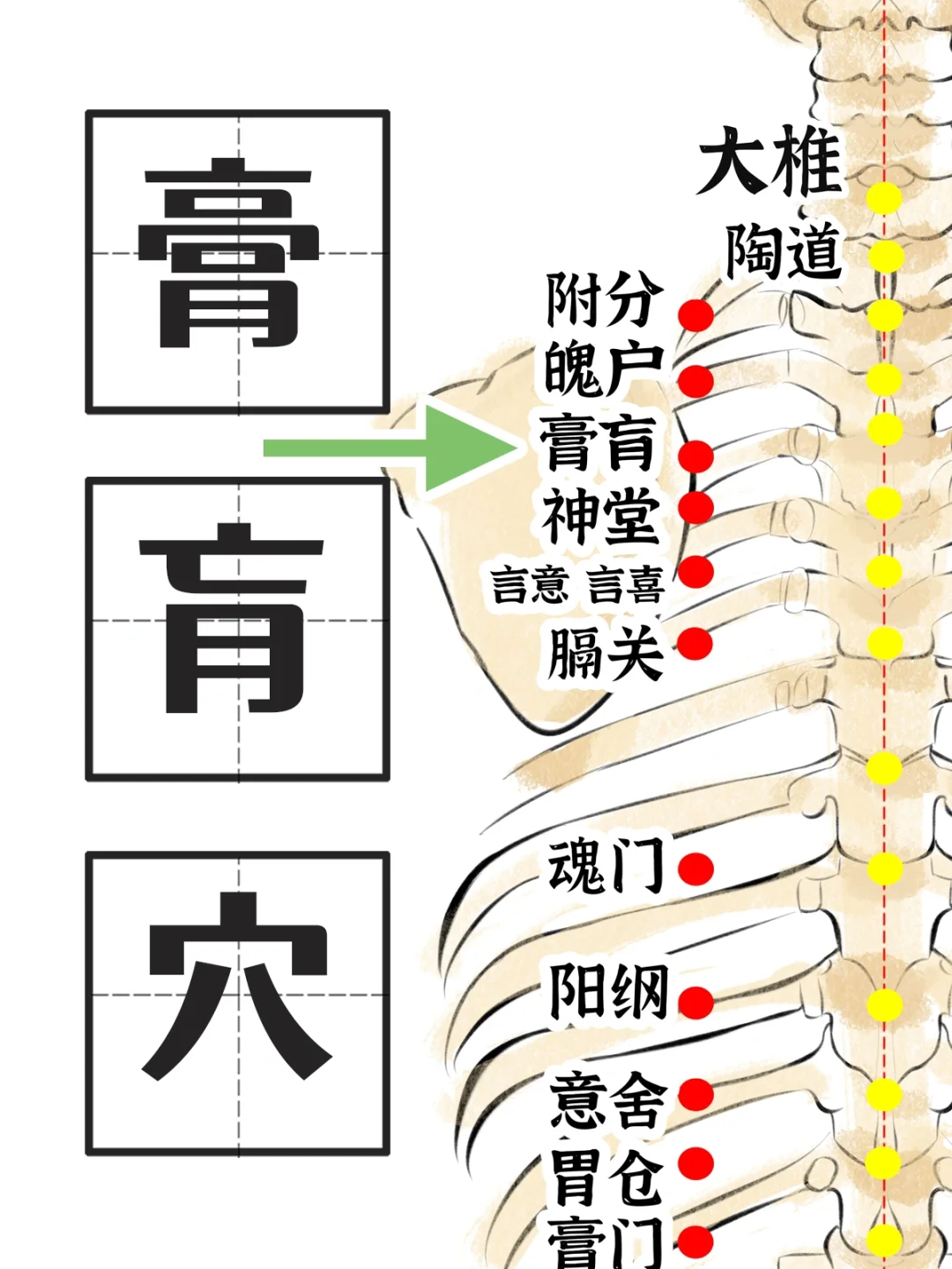 膀胱经-膏肓穴
