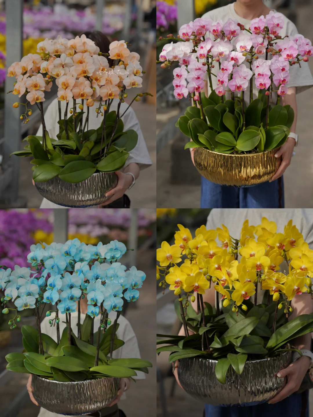 年宵花｜精致干净的日系蝴蝶兰