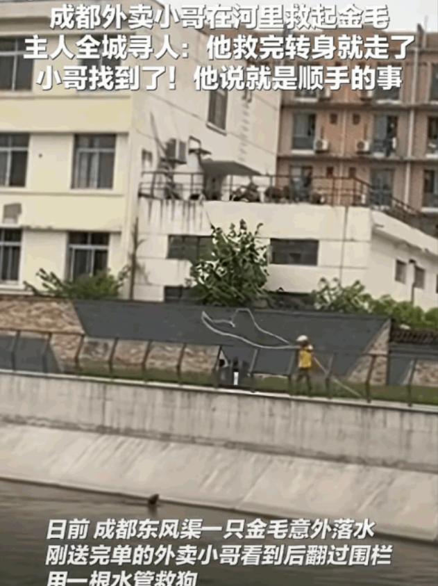 刻在骨子里的善良！成都街头，一只大金毛掉进河里挣扎，眼看就要沉下去，一个路过的外