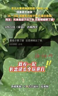 “意外的惊喜！”吉林四平，一男子把茄子和辣椒混合种在地里，没想到，竟然意外结出“