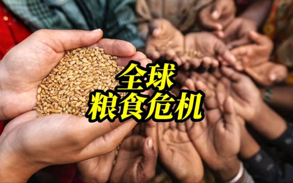 摩根大通拉响全球“粮食危机”警报，或将在明年上半年到来 ？ 国内小麦、玉米价格能