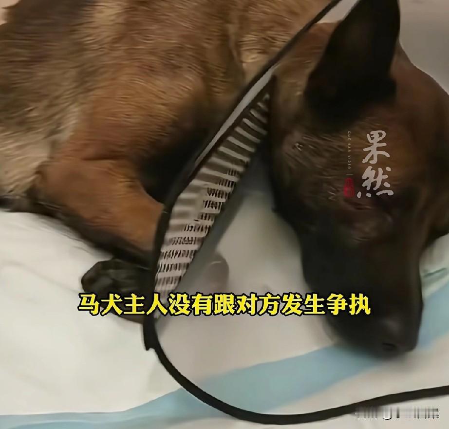 杭州被打的马犬仍旧命悬一线，狗主人所有措施做到位。[吐舌]小柯基主动挑衅后遭咬伤