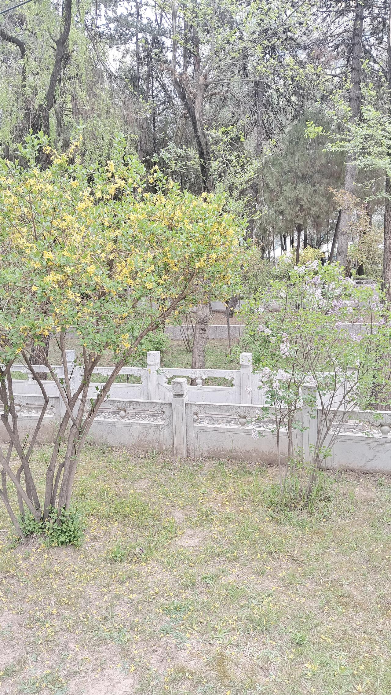 春日小院，绿意盎然，花木扶疏，静享自然之美。🌿🌸