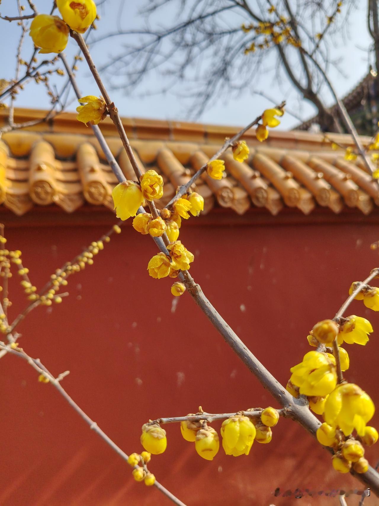 ‌"手机相册提醒：去年今日也在拍梅花，是我长情，还是梅太迷人？"