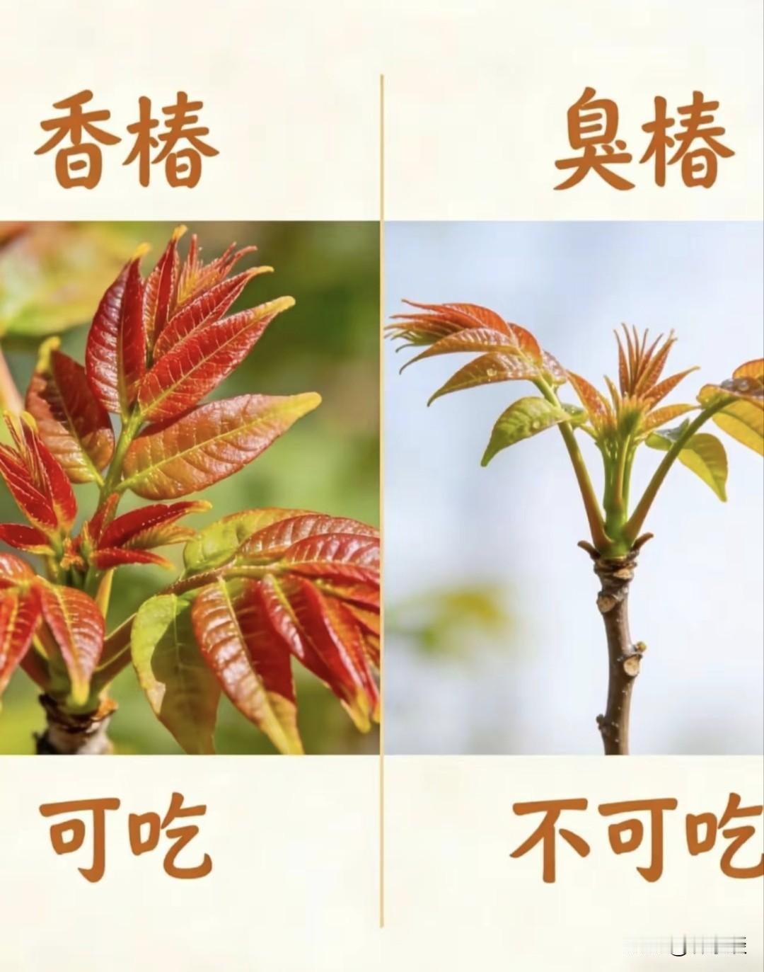 其实，香椿和臭椿还是有着明显区别的。从外观上看，香椿的叶子边缘有稀疏锯齿，一般为