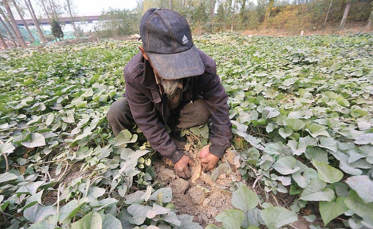 红薯，你们那里都叫做什么我们这里叫山药