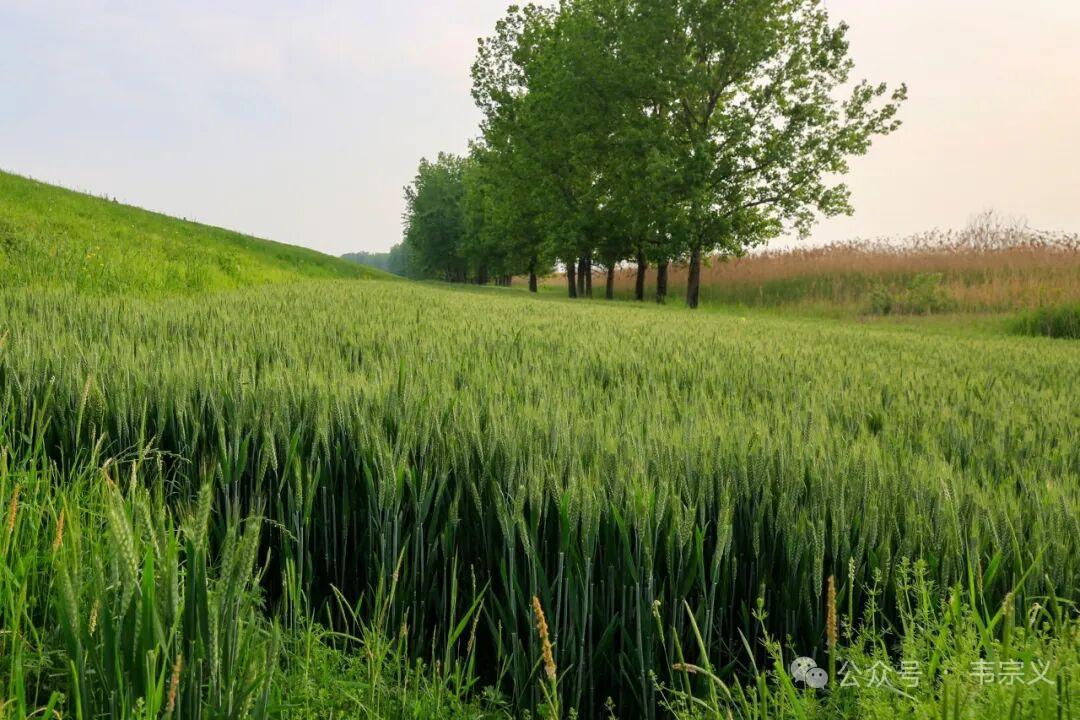 绿意盎然的麦田，阳光洒满田野，静谧而美好。🌿🌞