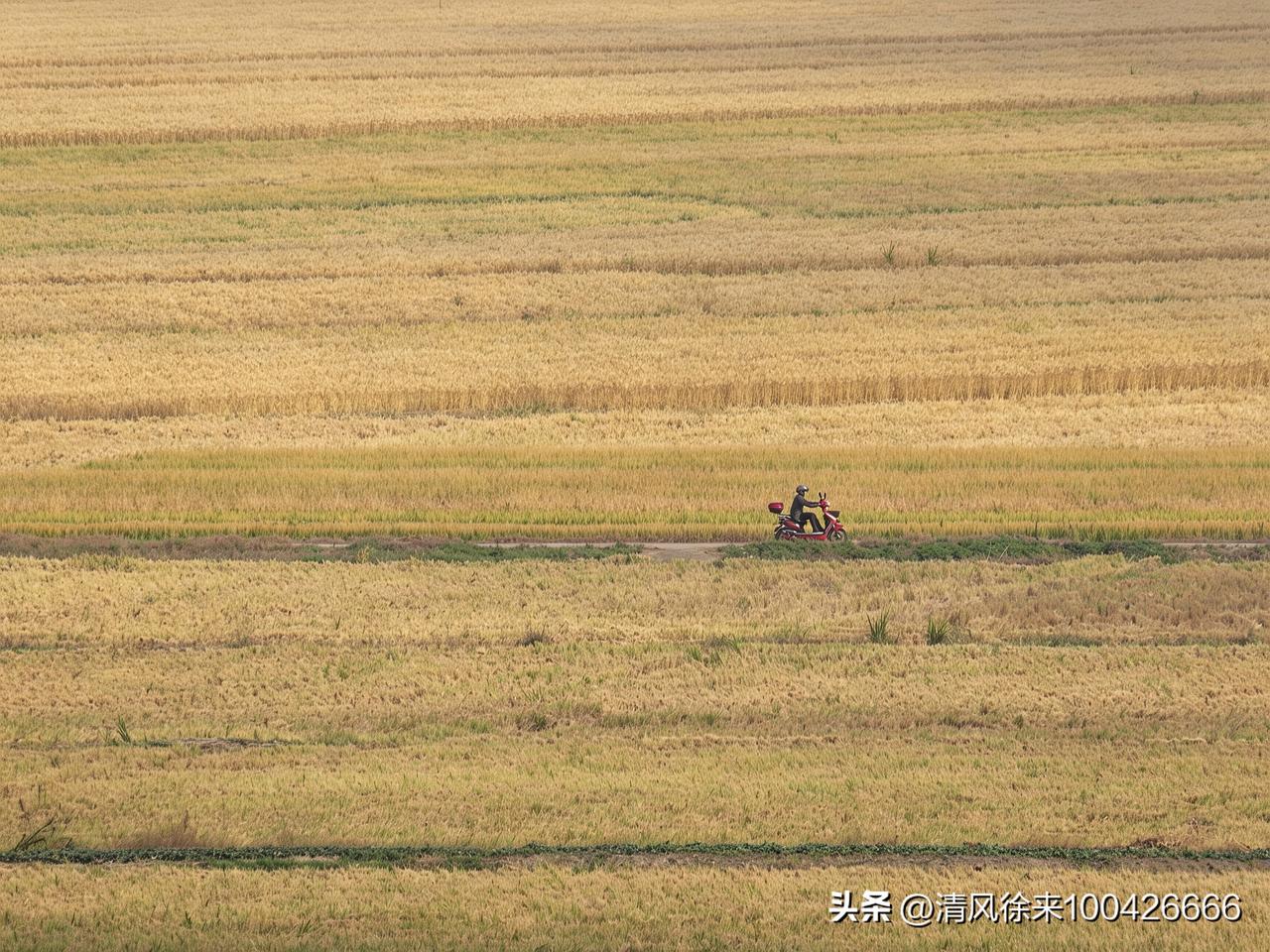 层层稻田铺展成大地的纹路，小小的身影穿行在旷野之间，奔波于田亩，奔赴家常，是最踏