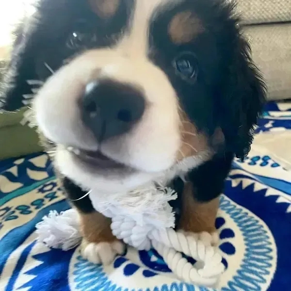 谢谢世界有小狗🐶 