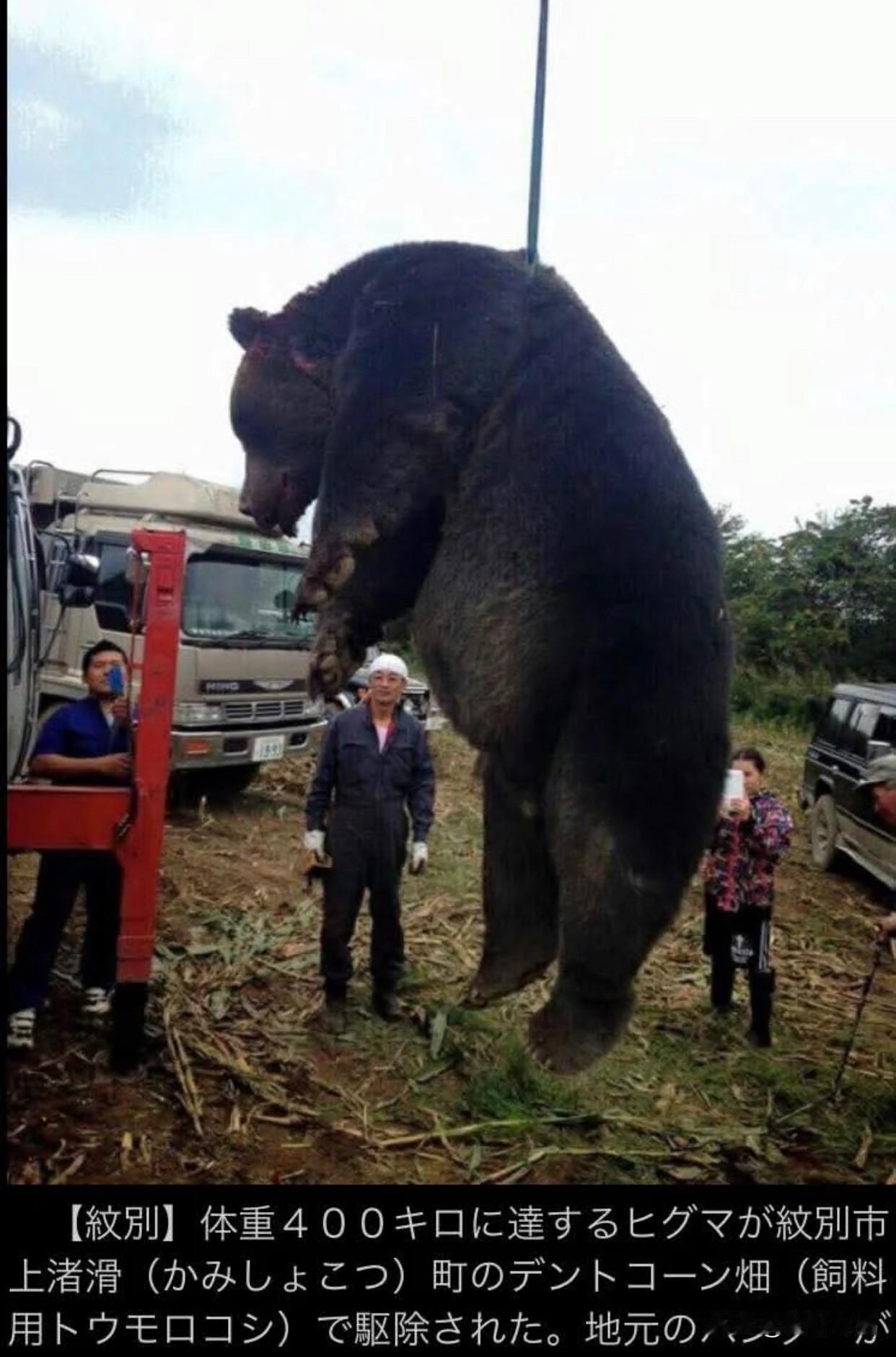 北海道的朋友注意！
熊出没真不是开玩笑！
看到最新捕杀的黑熊，吓了一跳！
400