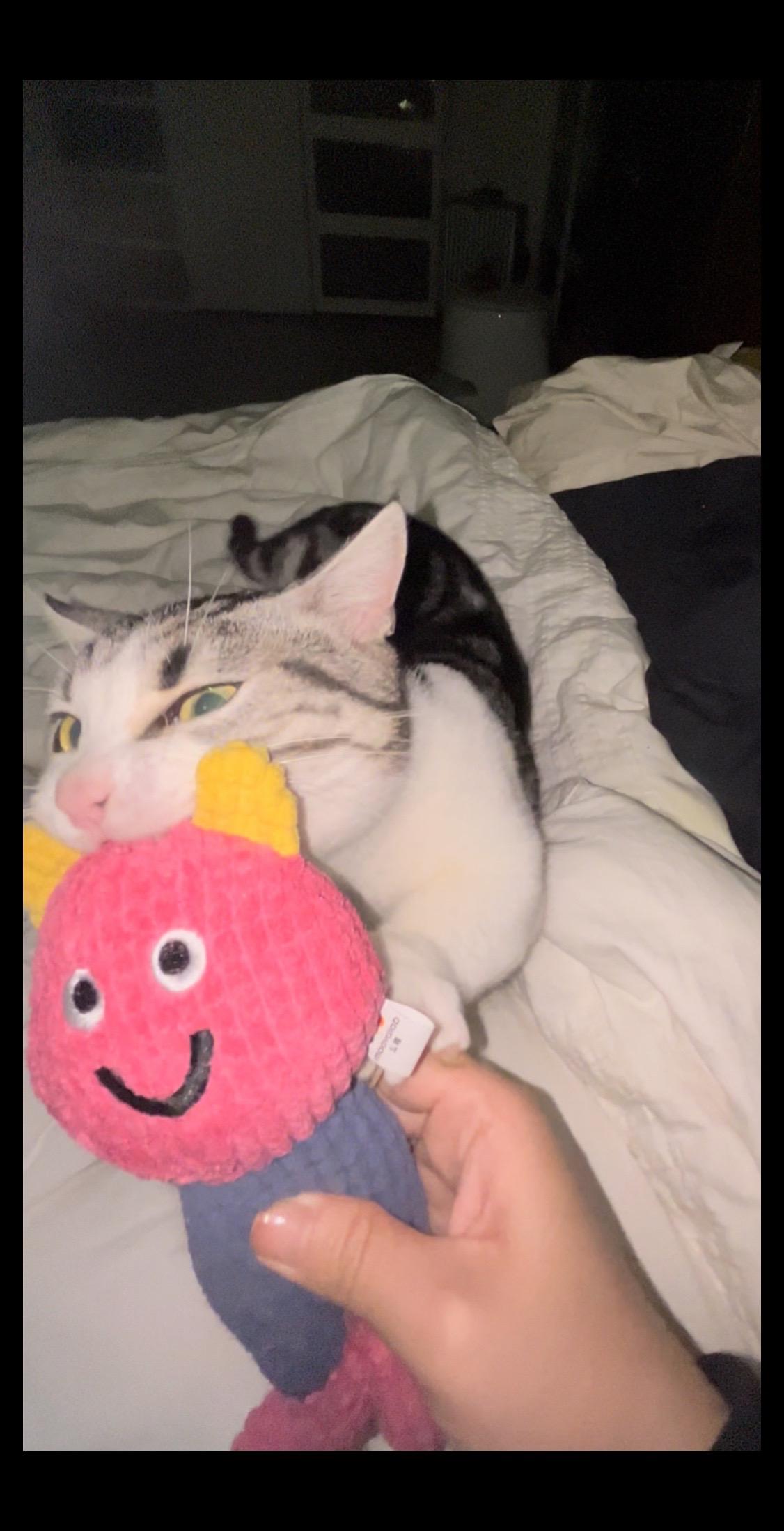 如果小猫没有玩具，它的快乐会少很多吧！一杯奶茶钱就能让小猫快乐好多天！...