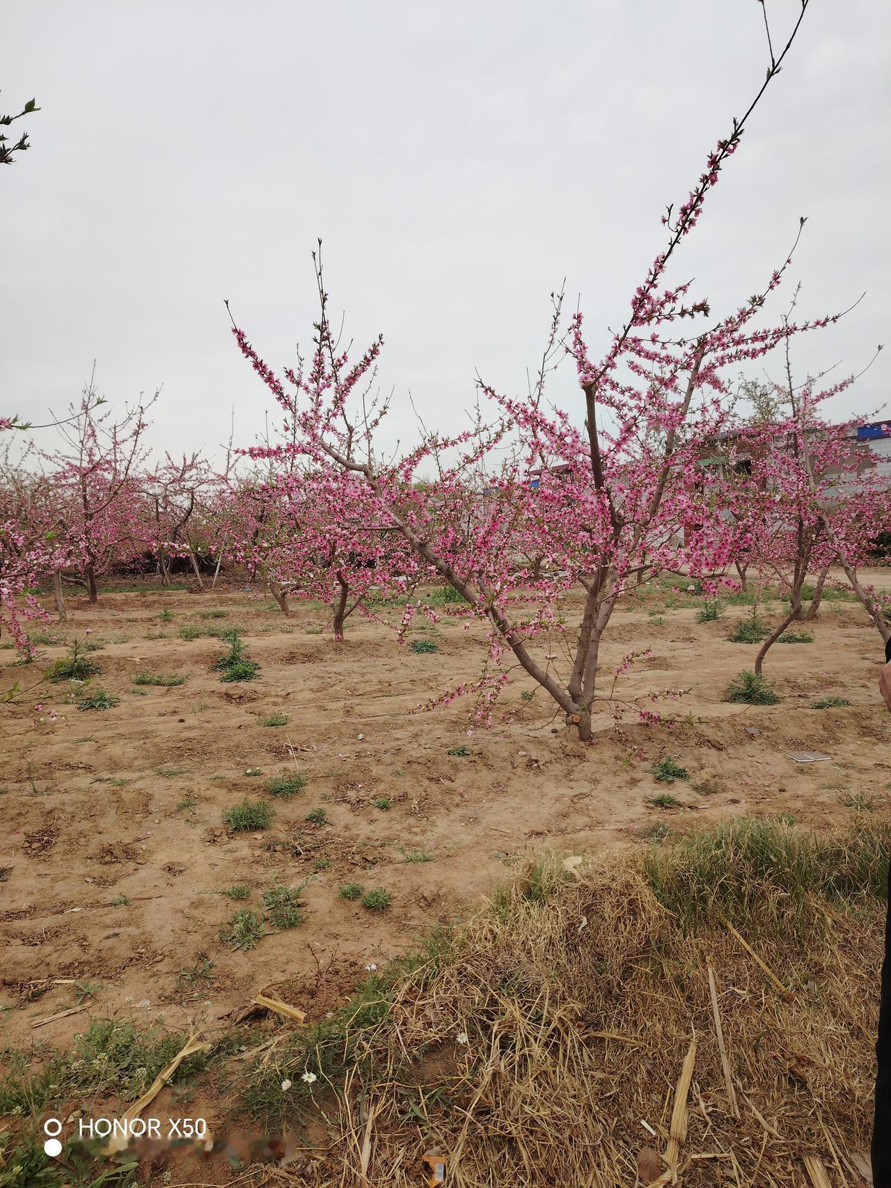 春天一到，手机相册都快被美景“挤爆”了。就像4月7日清明小长假后上班第一天，好多