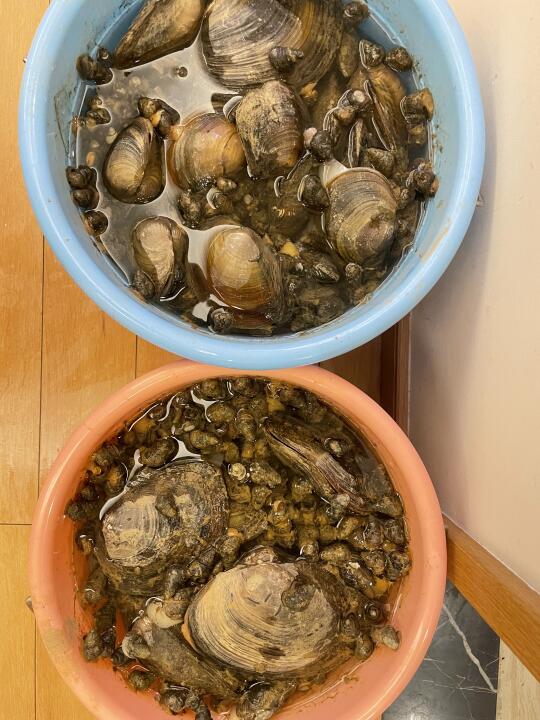 南昌免费捡螺蛳河蚌，实现“海鲜自由”