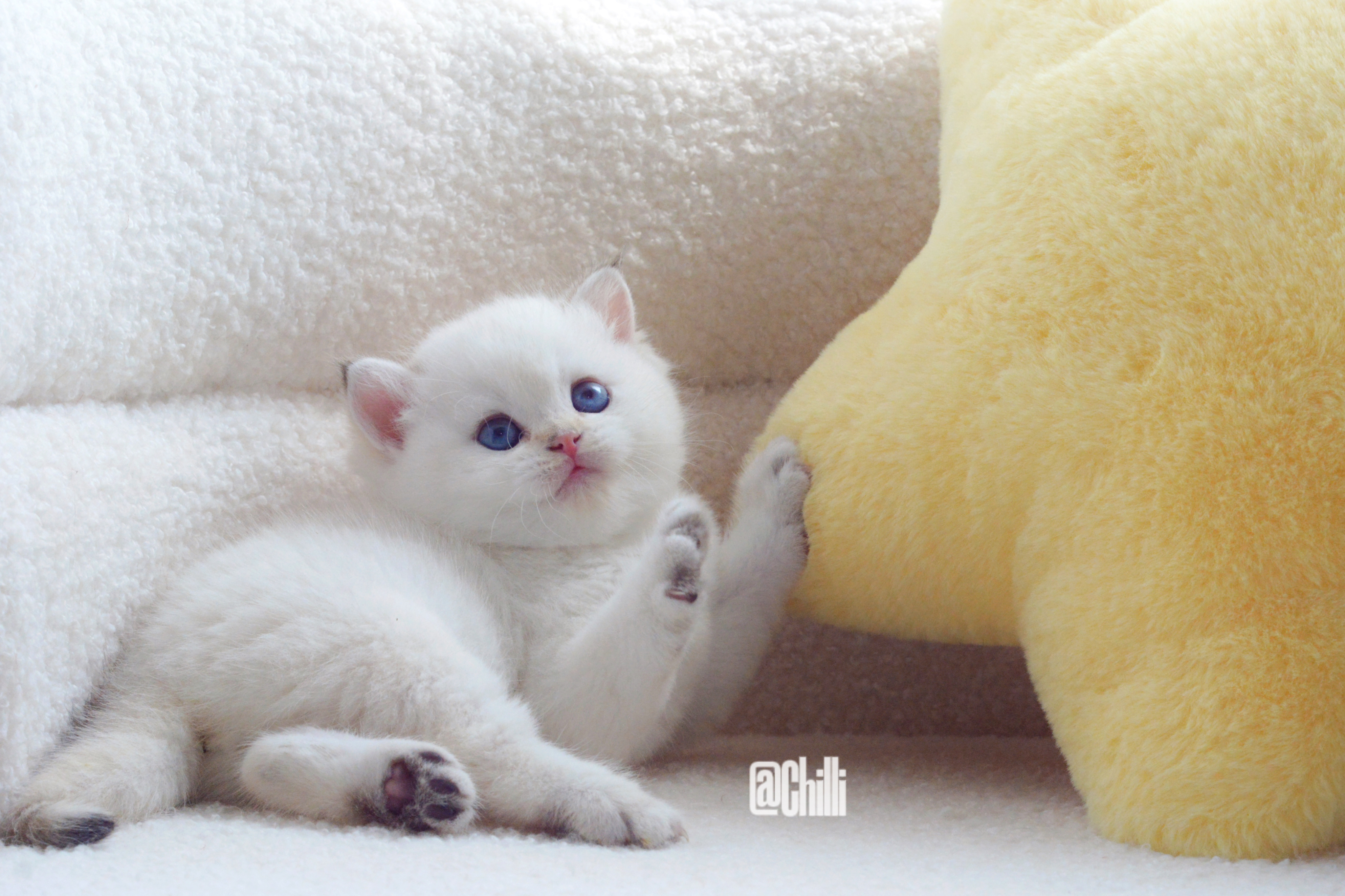 二蛋2024.5.13更名二狗 🤣金点英短男孩已定武汉新家#英短金点色##金点