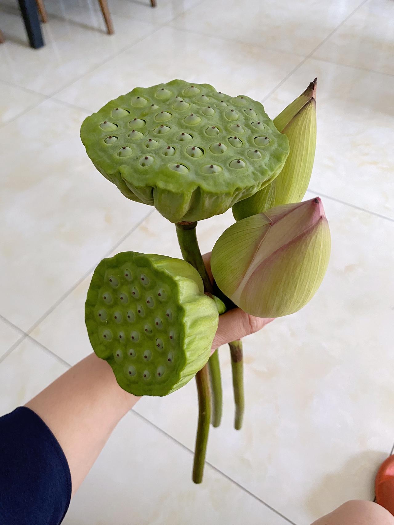 漂亮吧 夏日荷花 出淤泥而不染